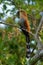 Common Squirrel-cuckoo - Piaya cayana  large cuckoo found in woods from Mexico to northern Argentina and Uruguay. Mexican squirrel