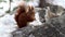 Common squirrel feeds at the end of winter in the woods of the Alps