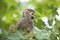 Common squirrel monkey