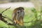 Common squirrel monkey