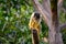 Common Squirrel Monkey clinging to a dead tree