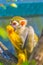 Common squirrel monkey is eating a piece of fruit...IMAGE
