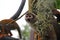 Common Squirrel Monkey peeking out of its hide