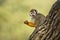 Common Squirrel Monkey - Saimiri sciureus