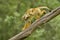 Common Squirrel Monkey - Saimiri sciureus
