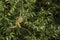 Common Squirrel Monkey - Saimiri sciureus