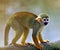 Common squirrel monkey (Saimiri sciureus)