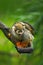 Common Squirrel Monkey, Saimiri sciureus, animal sitting on the branch in the nature habitat, Costa Rica, South America