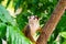 Common Squirrel Monkey (Saimiri sciureus) keeping an eye out for threats above, in Costa Rica