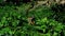 Common squirrel monkey Saimiri Sciureus looking for some food in vegetation and chafe his front paws