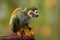 Common squirrel monkey, saimiri sciureus, native to Amazon basin, Brazil. Small, colorful, olive green rainforest monkey,