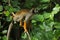 Common squirrel monkey, Saimiri sciureus, sits on mulberry tree. Orange fur monkey before long jump.