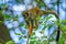 Common squirrel monkey, Saimiri sciureus, sits on mulberry tree. Orange fur monkey looking for food. Invasive species.