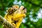 Common squirrel monkey with twin infants on her back, tropical primate specie from the amazon basin of America