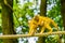 Common squirrel monkey walking over a rope with a baby on her back, small primate specie from the Amazon basin of America