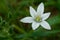 Common Star-of-Bethlehem - Ornithogalum umbellatum