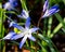 Common star hyacinth Chionodoxa luciliae blooms in spring