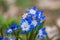 Common star hyacinth are early bloomers that herald spring. bloom at Easter time
