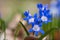 Common star hyacinth are early bloomers that herald spring. bloom at Easter time