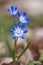 Common star hyacinth are early bloomers that herald spring. bloom at Easter time