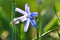 Common star hyacinth are early bloomers that herald spring. bloom at Easter time