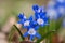 Common star hyacinth are early bloomers that herald spring. bloom at Easter time