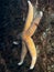 Common starfish, Asterias rubens, Orkney, Scotland