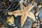 Common Starfish (Asterias Rubens) washed ashore