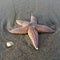 Common starfish on the beach