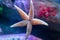 Common starfish on the glass of an aquarium tank