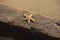 Common Starfish on a piece of driftwood