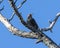 Common starling, binomial name Sturnus vulgaris, perched in a tree near White Rock Lake in Dallas, Texas.