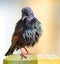 Common Starling bird