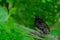 Common starling on a branch on a summer day. Heavily blurred green background