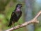 Common Starling cries and sings with wide open beak on small perch at spring season