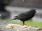 Common starling enjoying the dry bread pieces and scattering it all around