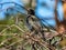 Common starling or European starling sitting in a bush with beautiful colorful plumage with a metallic sheen in sunlight in early