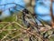 Common starling or European starling sitting in a bush with beautiful colorful plumage with a metallic sheen in sunlight in early