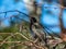 Common starling or European starling sitting in a bush with beautiful colorful plumage with a metallic sheen in sunlight in early