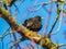 Common starling or European starling sitting in a tree with beautiful colorful plumage with a metallic sheen in sunlight in early