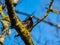 Common starling or European starling sitting in a tree with beautiful colorful plumage with a metallic sheen in sunlight in early