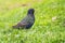 The common starling or European starling, Sturnus vulgaris, on a sprng lawn