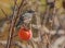 Common Starling feeds on a kaki fruit