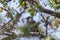 Common starling on a pink apple tree blossom branch