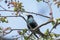 Common starling on a pink apple tree blossom branch