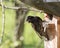 Common starling sits on a birdhouse and feeds a chick, on a blurry background, in the spring sunny morning.