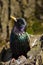 Common Starling (Sturnus vulgaris)