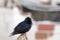 The common starling ,Sturnus vulgaris, also known as the European starling sitting on the roof