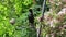 Common starling, Sturnus vulgaris, feeding on bird table.