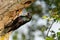 The Common Starling, Sturnus vulgaris feeds chicks in a hollow tree. Close up